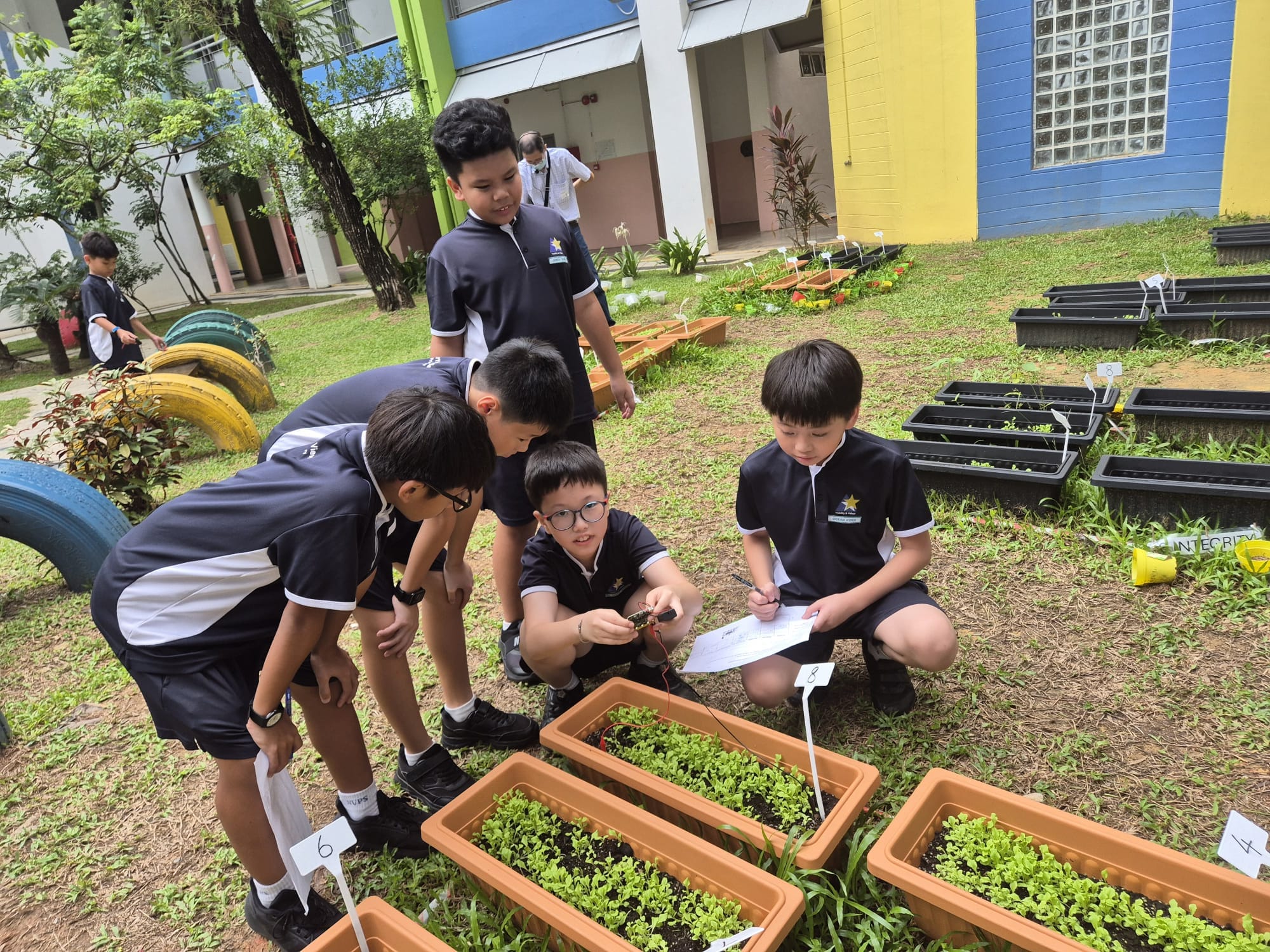 Four students at the school garden measuring plant growth using microbit. 